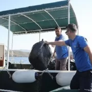 Büyükşehir Gökova Körfezi’nden Günlük 3 Bin 420 Kg. Çöp Topladı